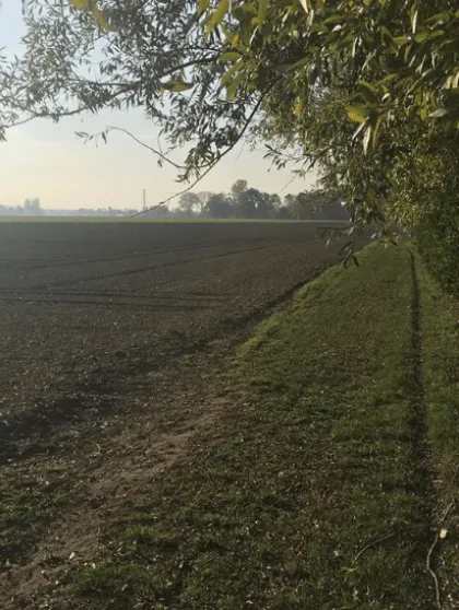 Ossekopwegel